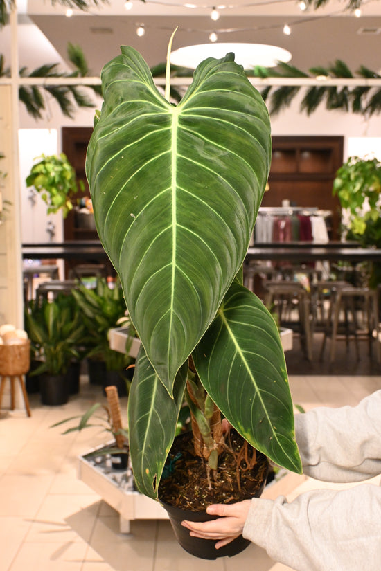 Philodendron Melanochrysum