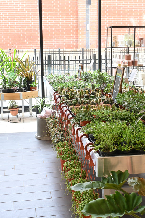 The Undead Plant Workshop: October 25th at 12pm