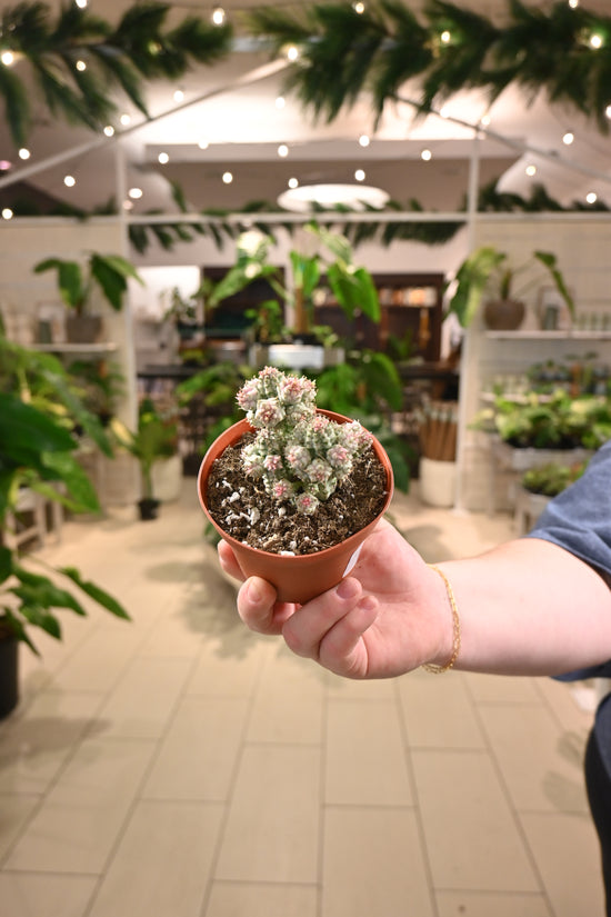 Euphorbia Mammillaris Variegated