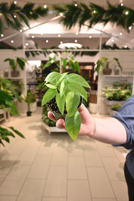 Cebu Blue Pothos