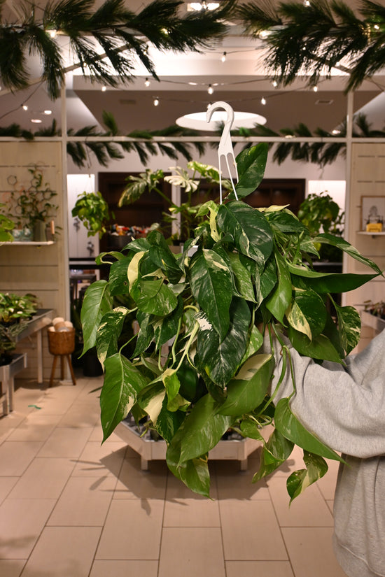 Epipremnum Pinnatum Albo