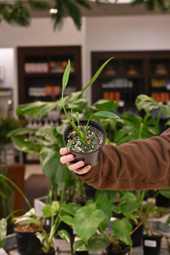 Philodendron Sucre Slim