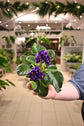 African Violet Assorted