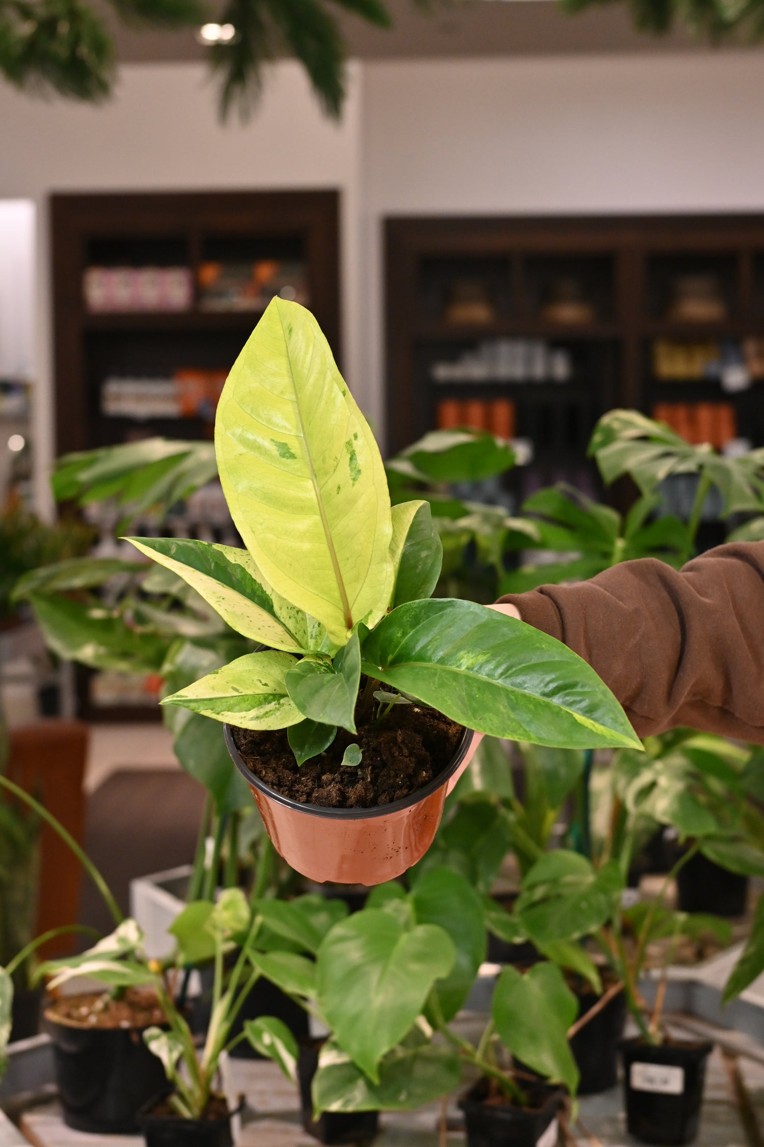 anthurium hookeri variegated Anthurium Hookeri Variegated