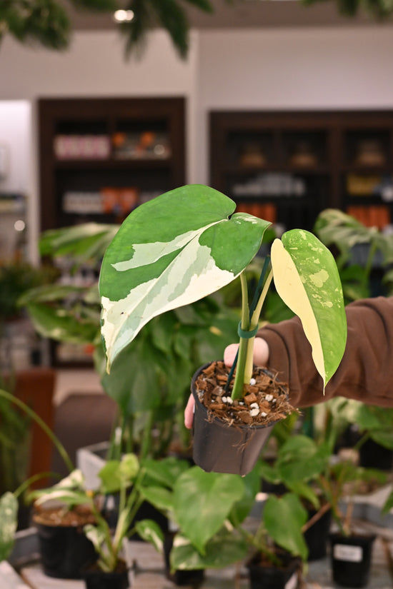 Syngonium Chiapense Variegated