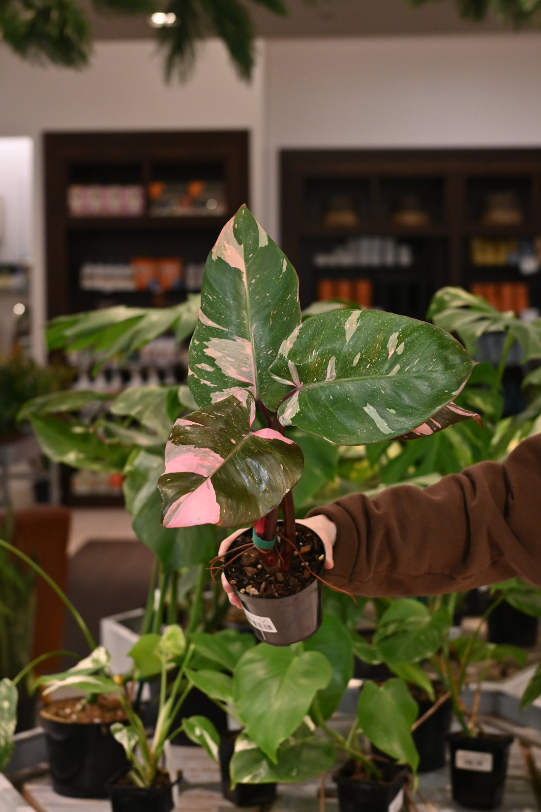 Pink Princess Philodendron Marble King