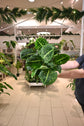 Dieffenbachia Reflector