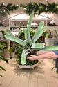 Bromeliad Assorted