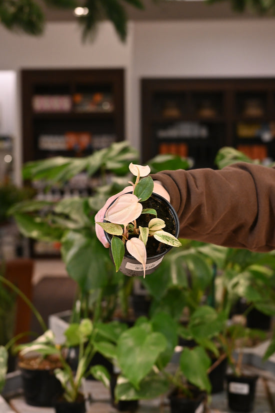 Philodendron Micans Pink