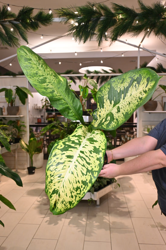 Dieffenbachia &