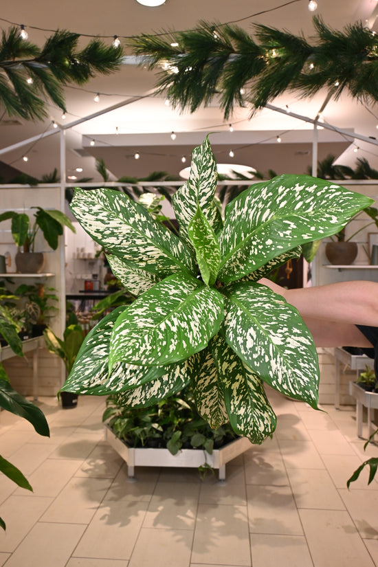 Dieffenbachia &