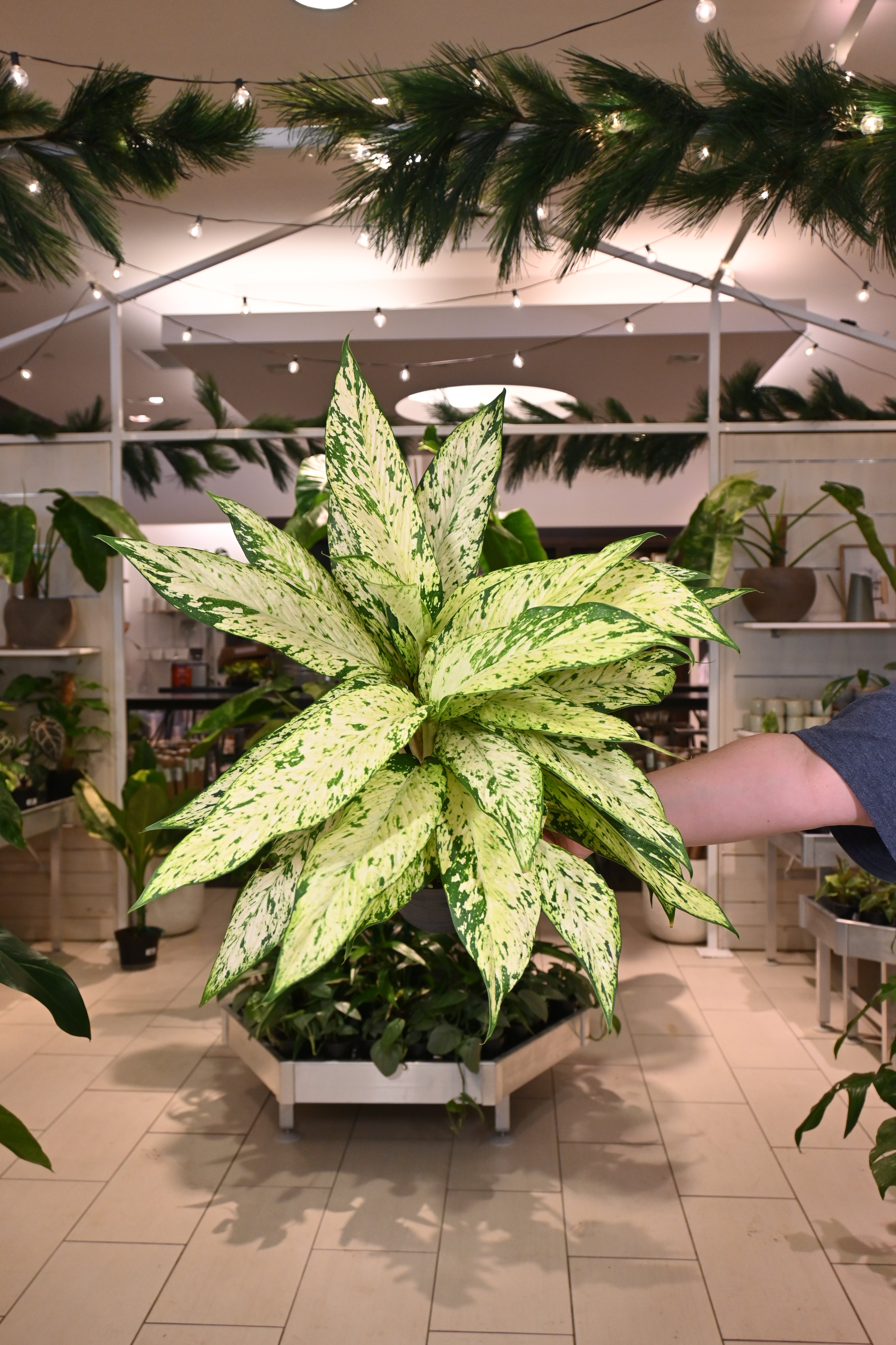 Aglaonema sp