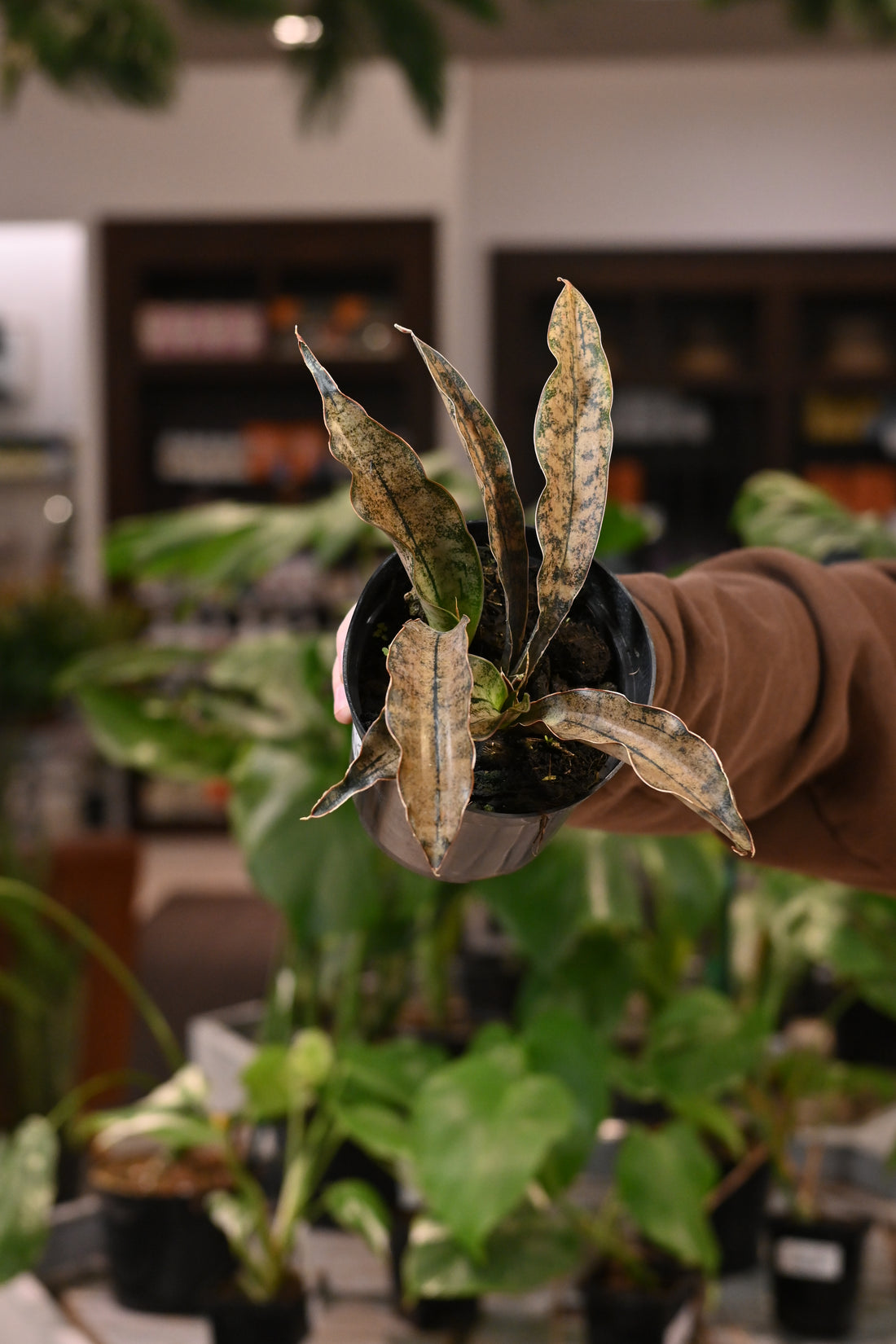 Sansevieria Kirkii Coppertone