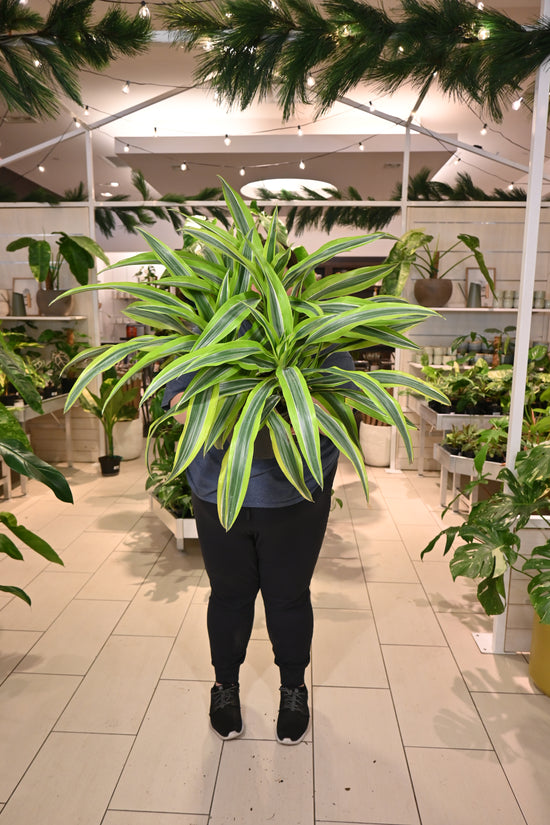 Dracaena Lime Warneckii