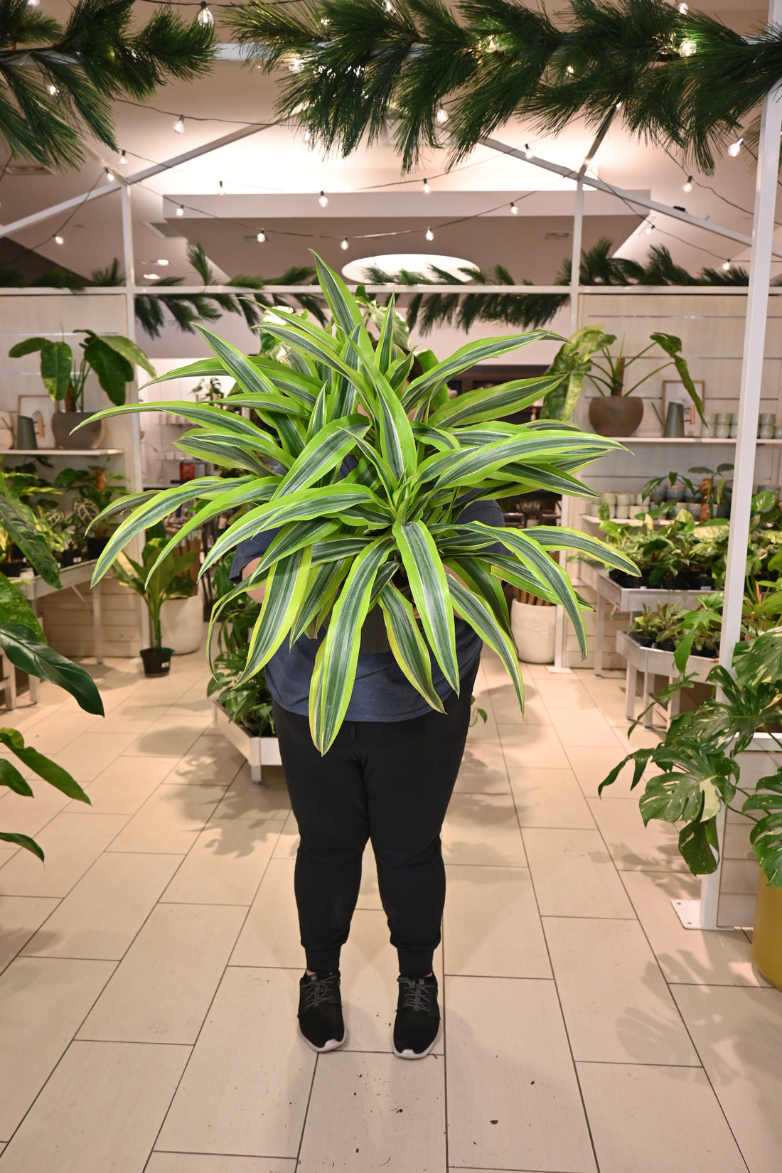 Dracaena Lime Warneckii