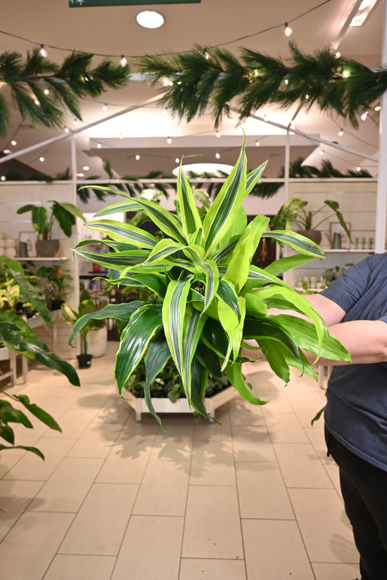 Dracaena Tripple Combo