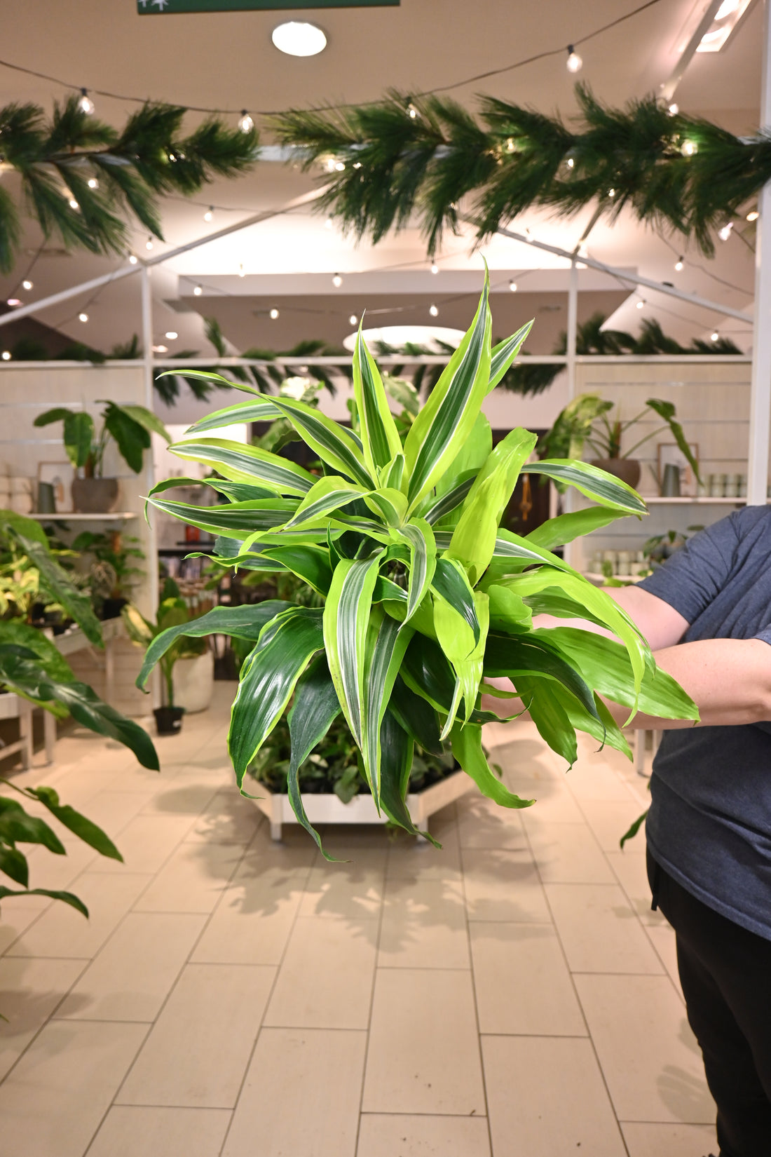 Dracaena Tripple Combo