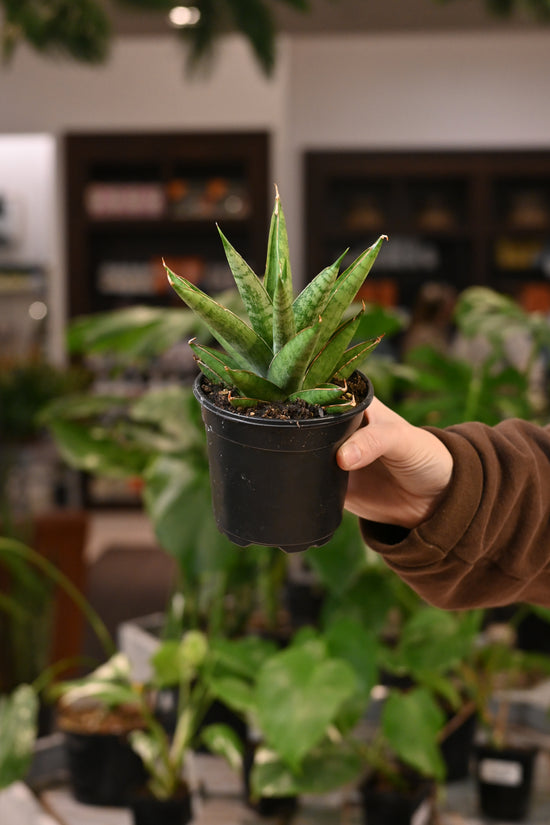 Sansevieria Rockman