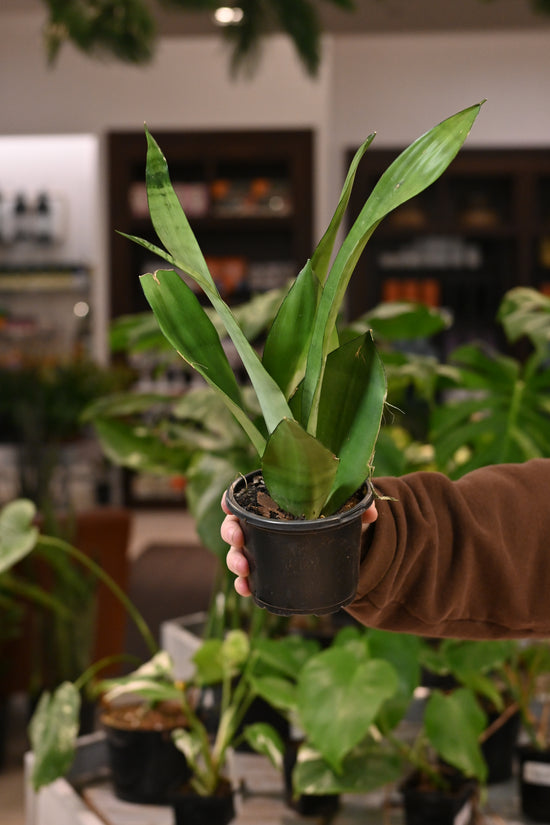 Sansevieria Trifasciata