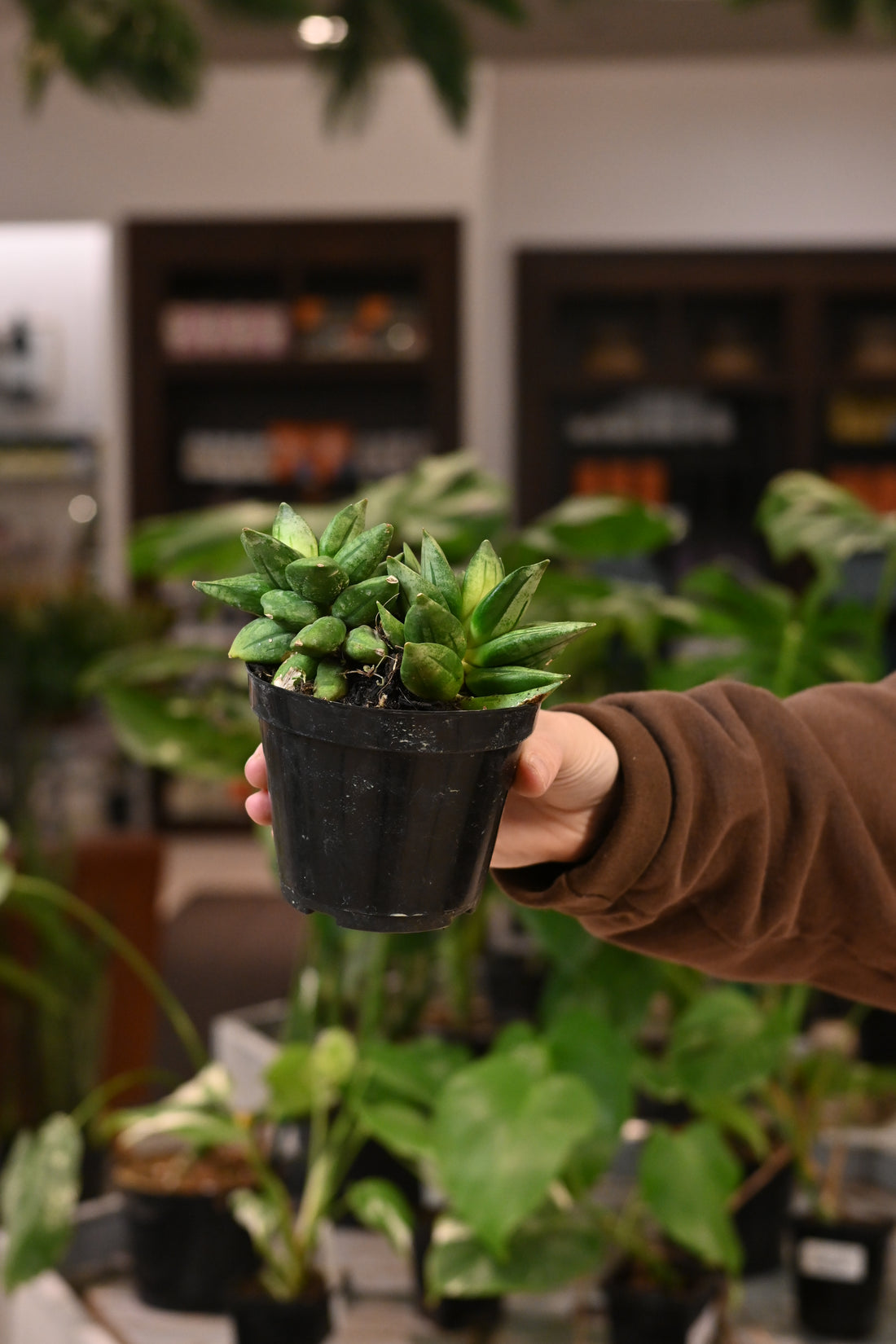 Sansevieria &