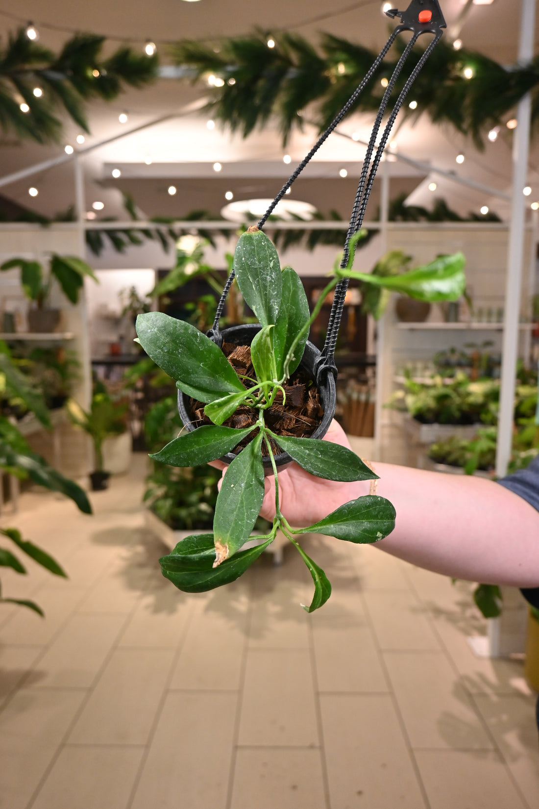 Hoya New Guinea Ghost (Reverted)