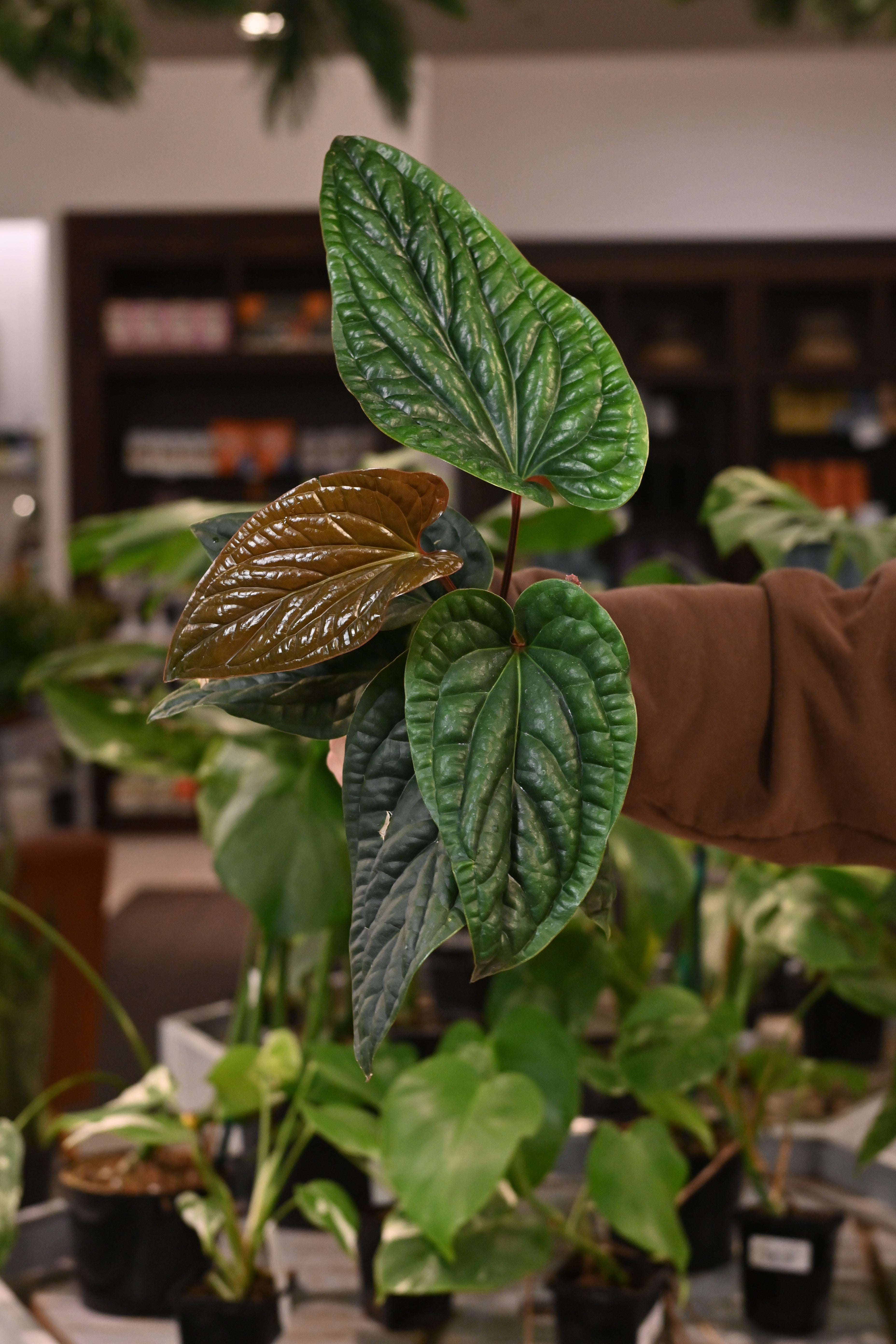 Anthurium Radicans x Luxurians