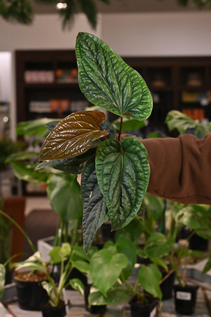 Anthurium Radicans x Luxurians