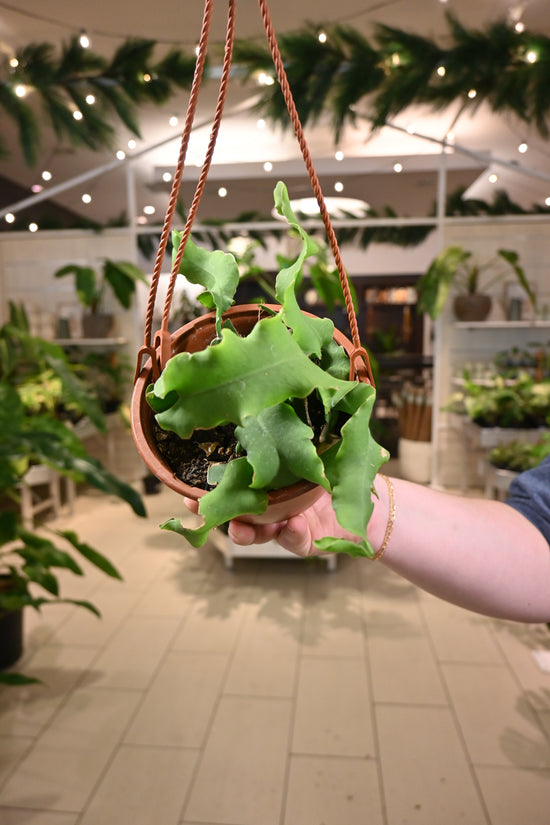 Epiphyllum Guatemalense Montrosa