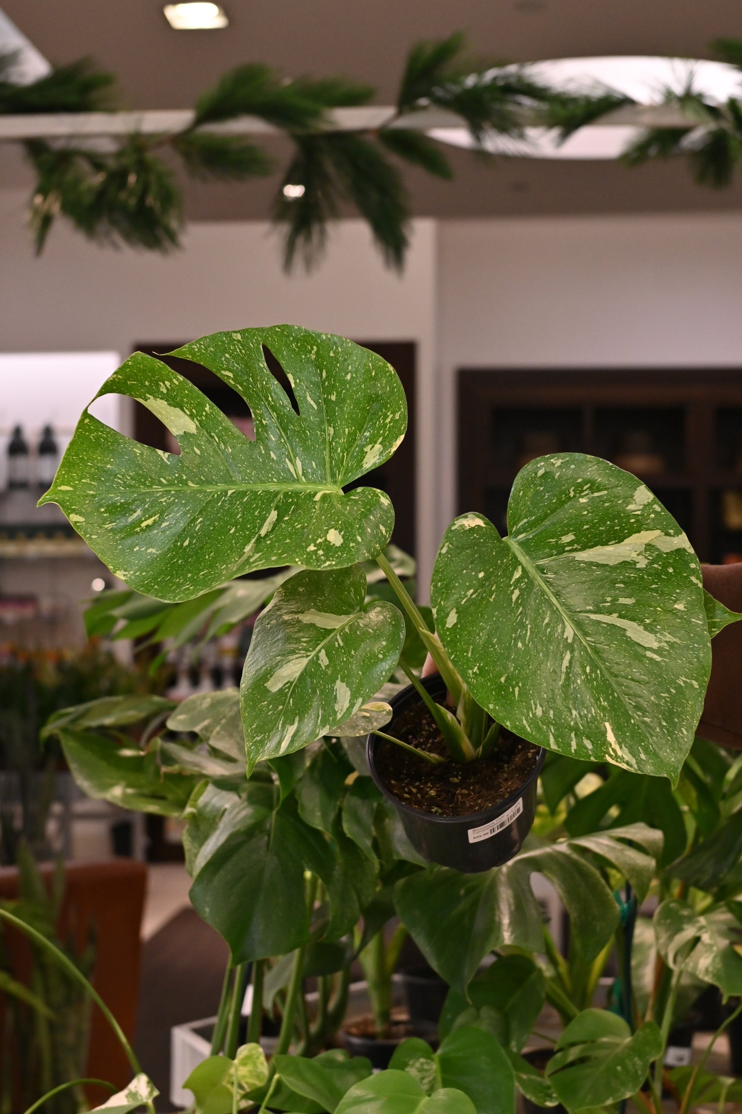 albo monstera vs thai constellation Monstera Thai Constellation – Lost in the Forrest