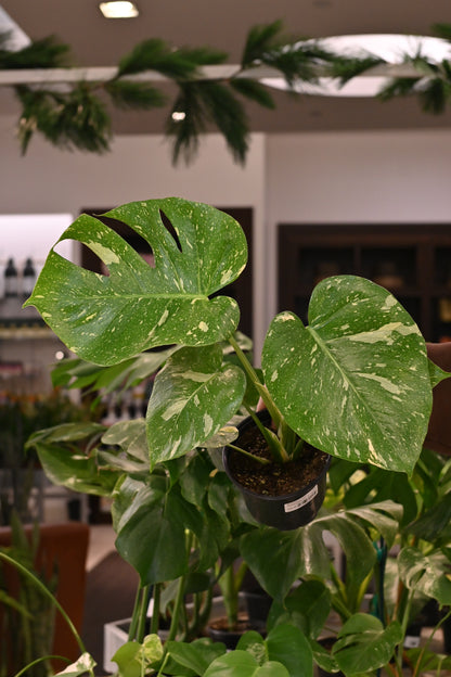 monstera deliciosa variegata thai constellation Monstera Thai Constellation – 4" Potted Variegated Houseplant | Rare Plant | Easy-Care Indoor Plant | Perfect for Home Decor