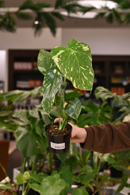 monstera deliciosa thai constellation for sale Monstera Thai Constellation – 4" Potted Variegated Houseplant | Rare Plant | Easy-Care Indoor Plant | Perfect for Home Decor