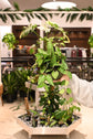 Hoya Parasitica &