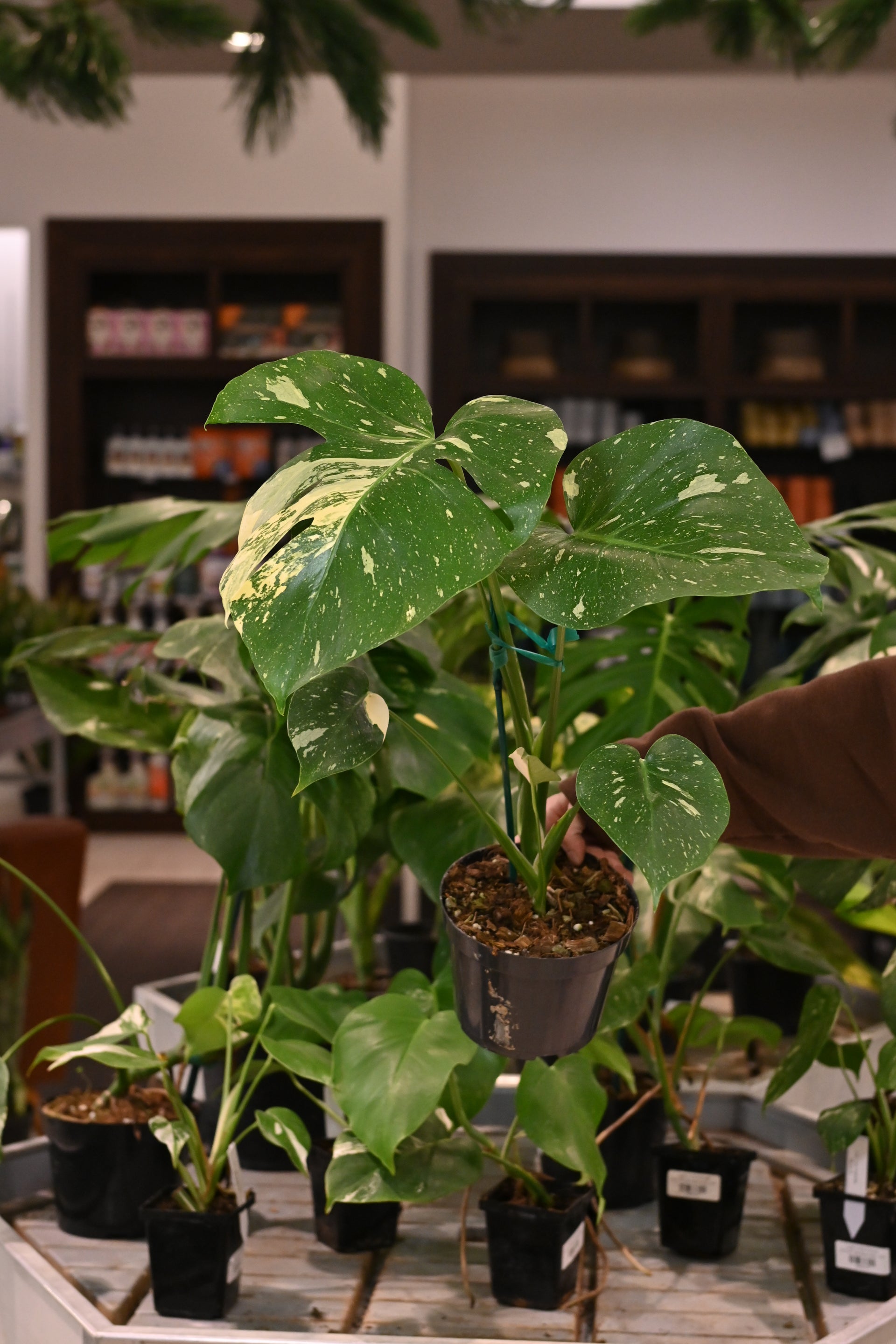 Monstera Thai Constellation – Lost in the Forrest