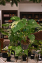 Monstera Thai Constellation