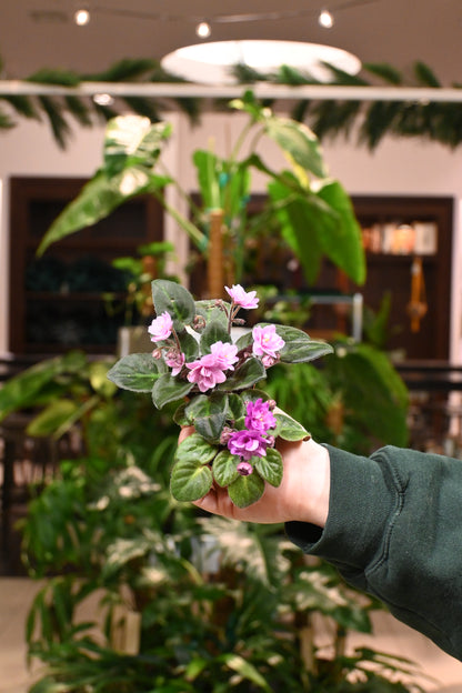 African Violet Assorted