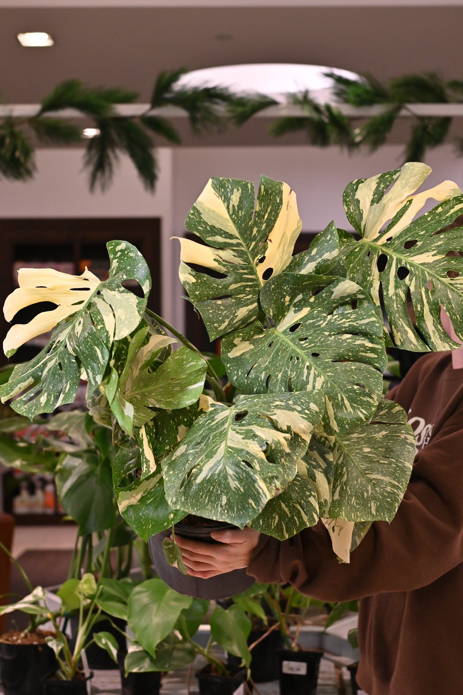 thai constellation monstera Monstera Thai Constellation – 4" Potted Variegated Houseplant | Rare Plant | Easy-Care Indoor Plant | Perfect for Home Decor