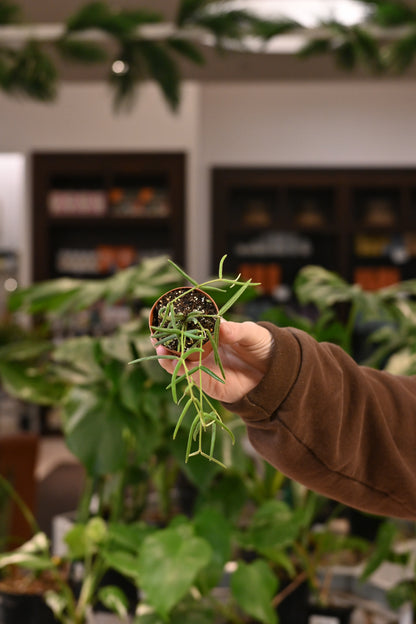 Hoya Linearis
