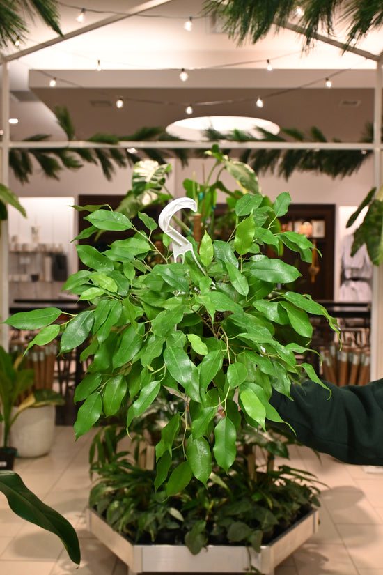 Ficus Benjamina Margarite