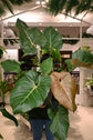 Philodendron Summer Glory