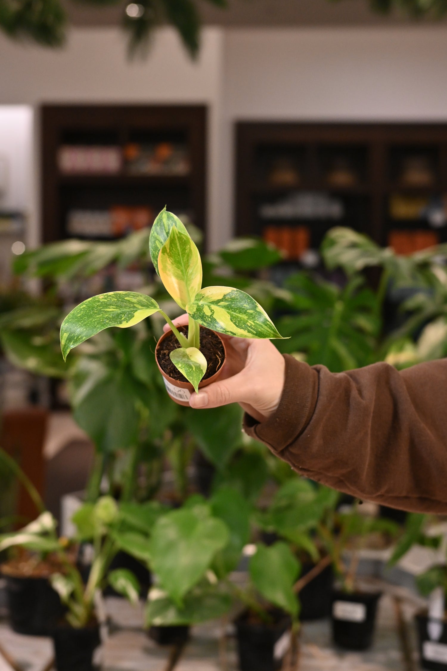 philodendron green congo plant Rare Variegated Green Congo Nuclear Philodendron - 4" Pot