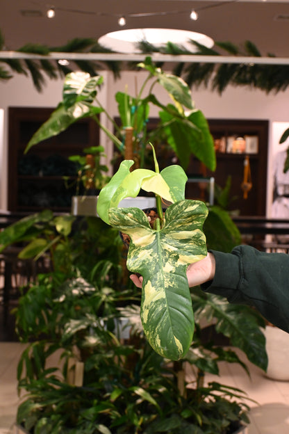 Philodendron Bipennifolium Variegated