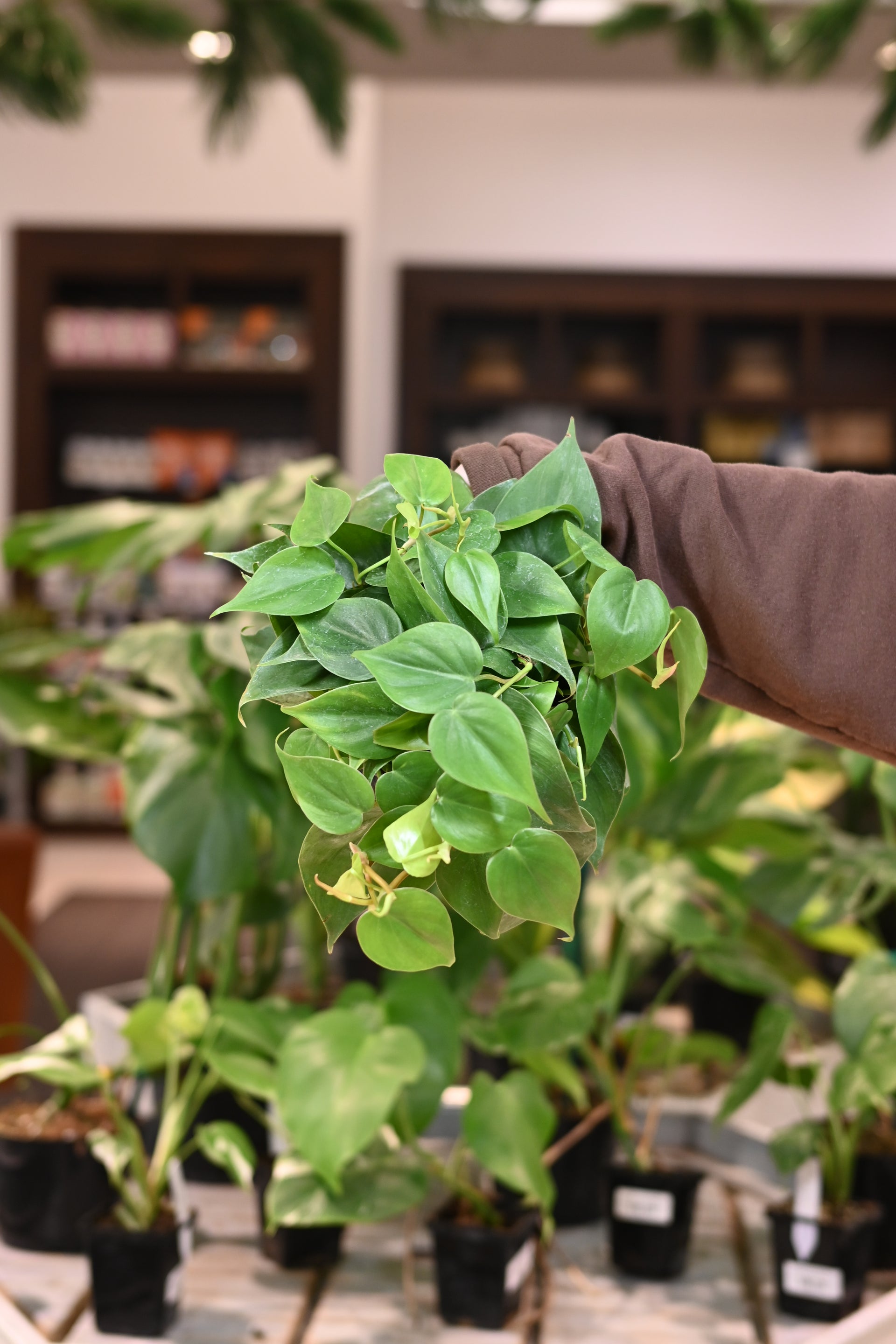 heart-leaf philodendron los angeles Philodendron Heartleaf – Lost in the Forrest
