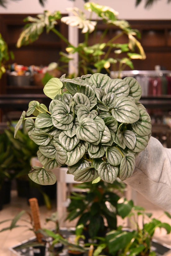 Peperomia Frost