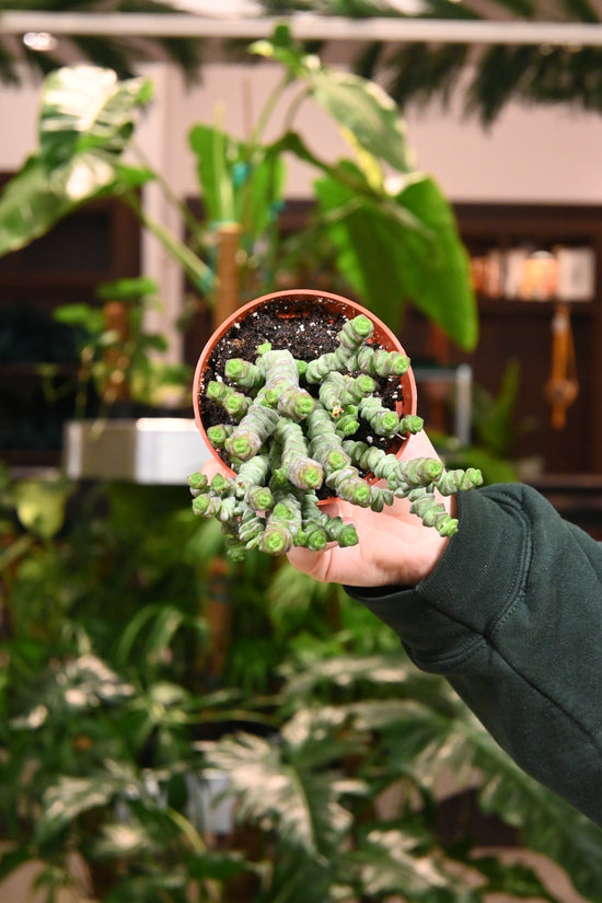 Crassula Baby Necklace