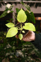 Peperomia Frost