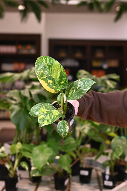 Philodendron Green Congo Nuclear