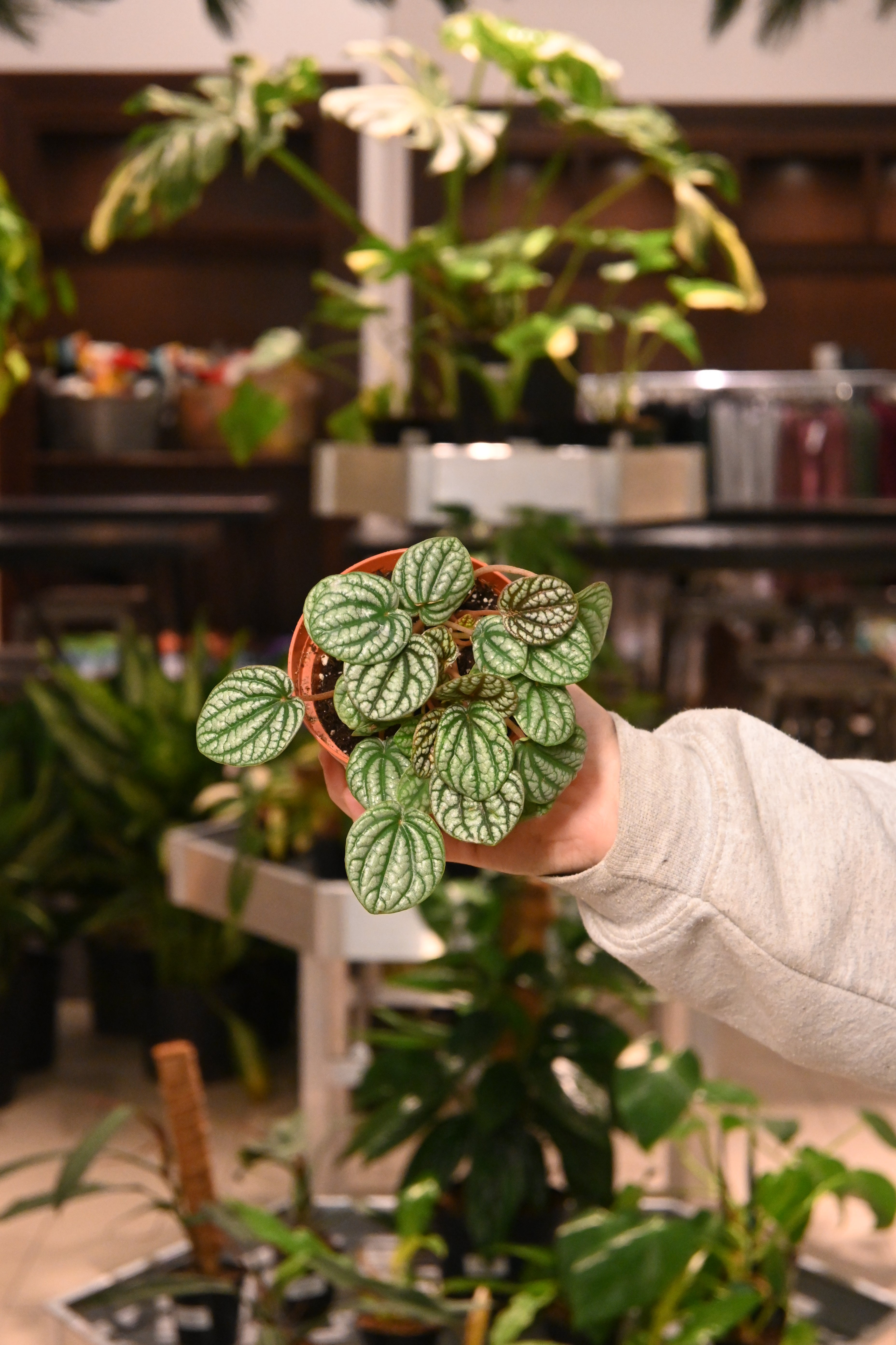 Peperomia Burbella
