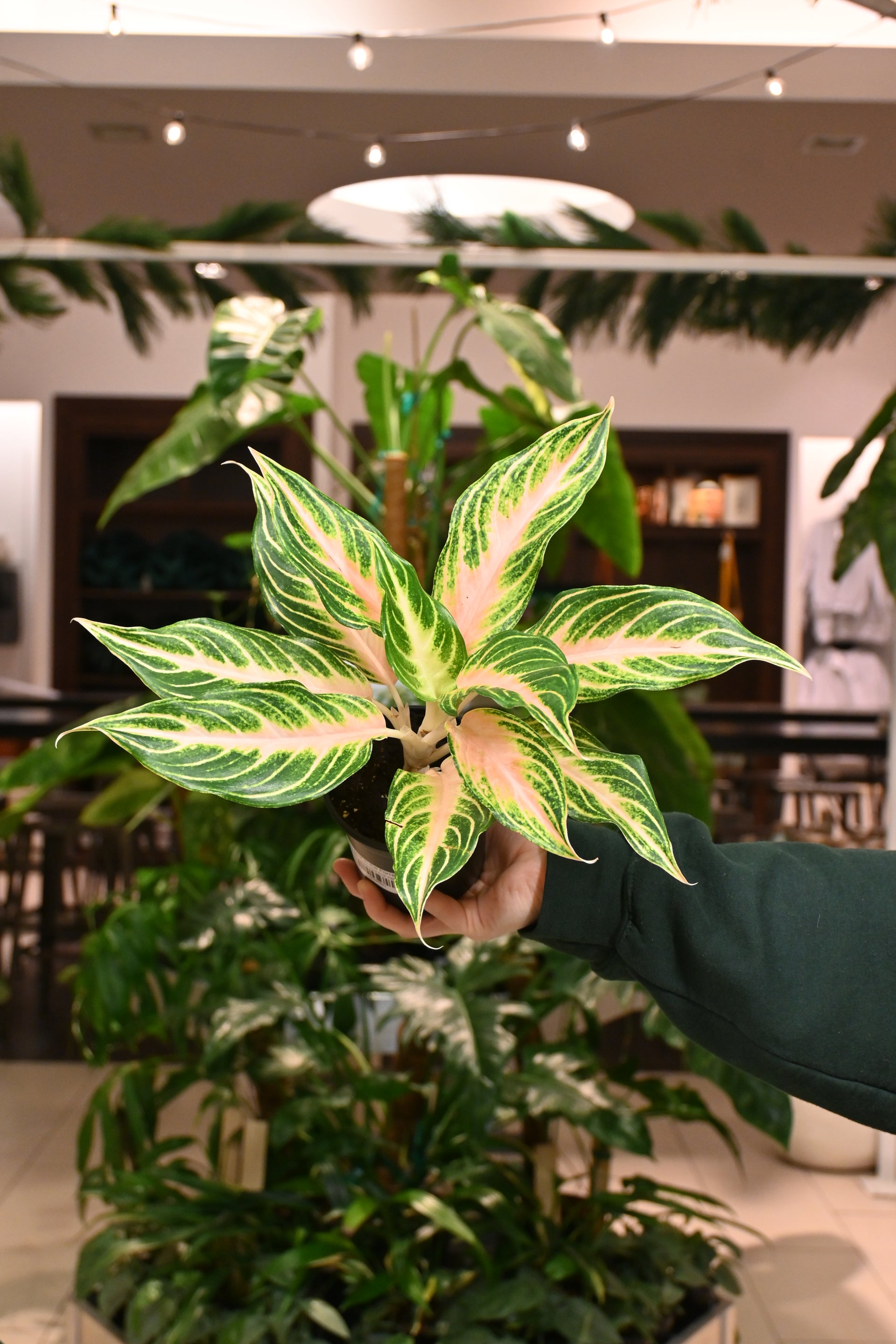 aglaonema portland Aglaonema Pink Panama – Lost in the Forrest