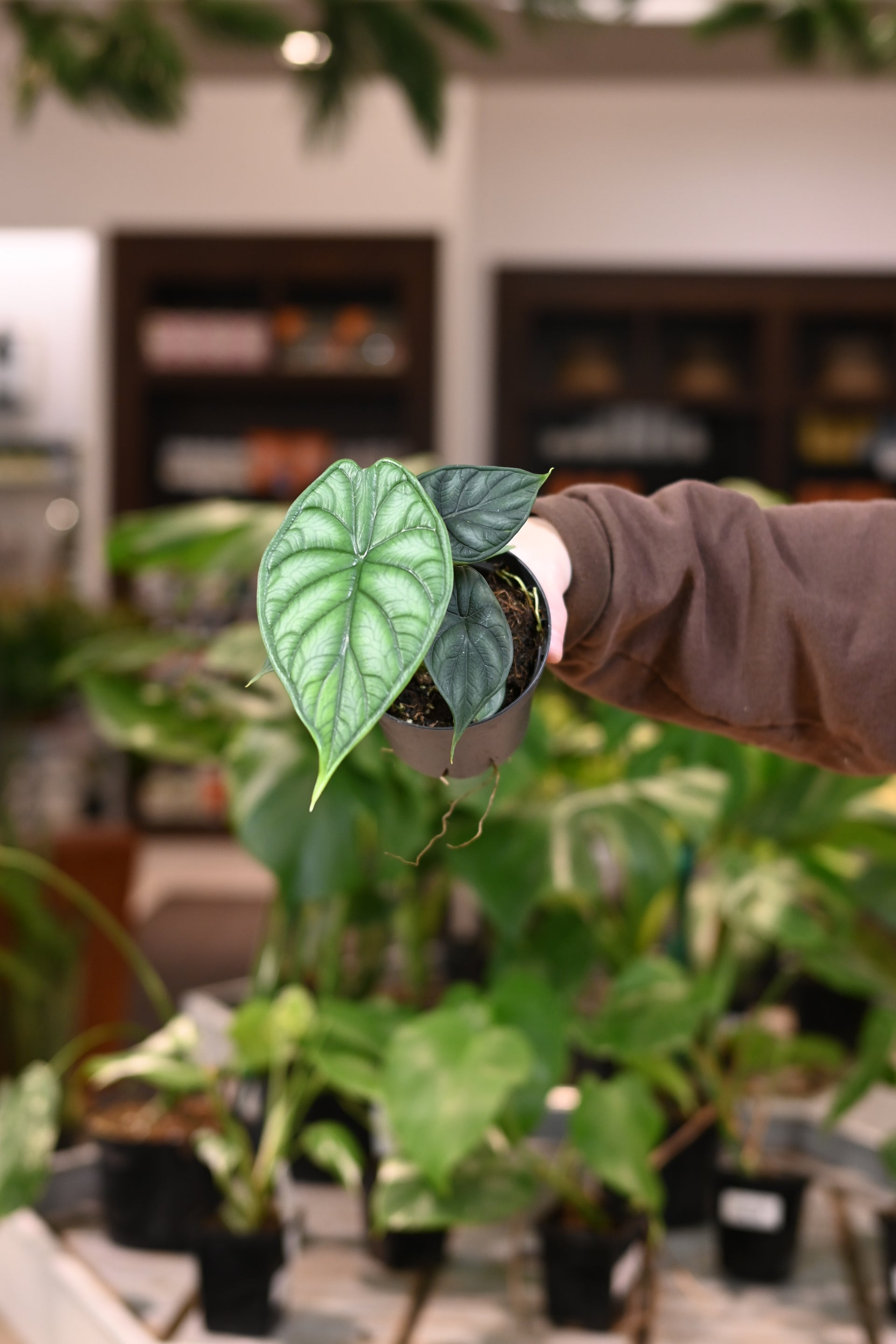Alocasia Dragon Scale – Lost in the Forrest