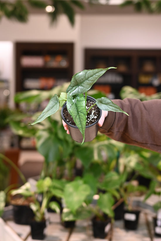 Alocasia Heterophylla Dragon&